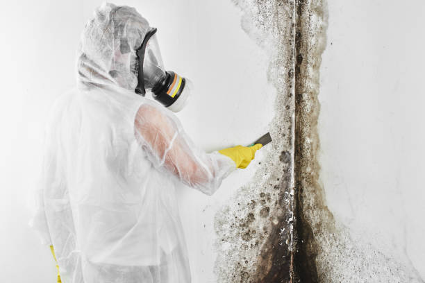 Best Post-Flood Mold Remediation in Hagerman, ID