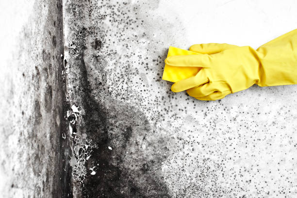 Best Bathroom Mold Remediation in Hagerman, ID