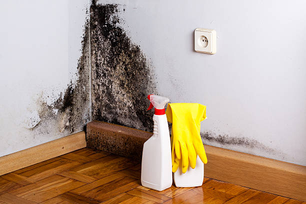 Best Emergency Mold Remediation in Hagerman, ID